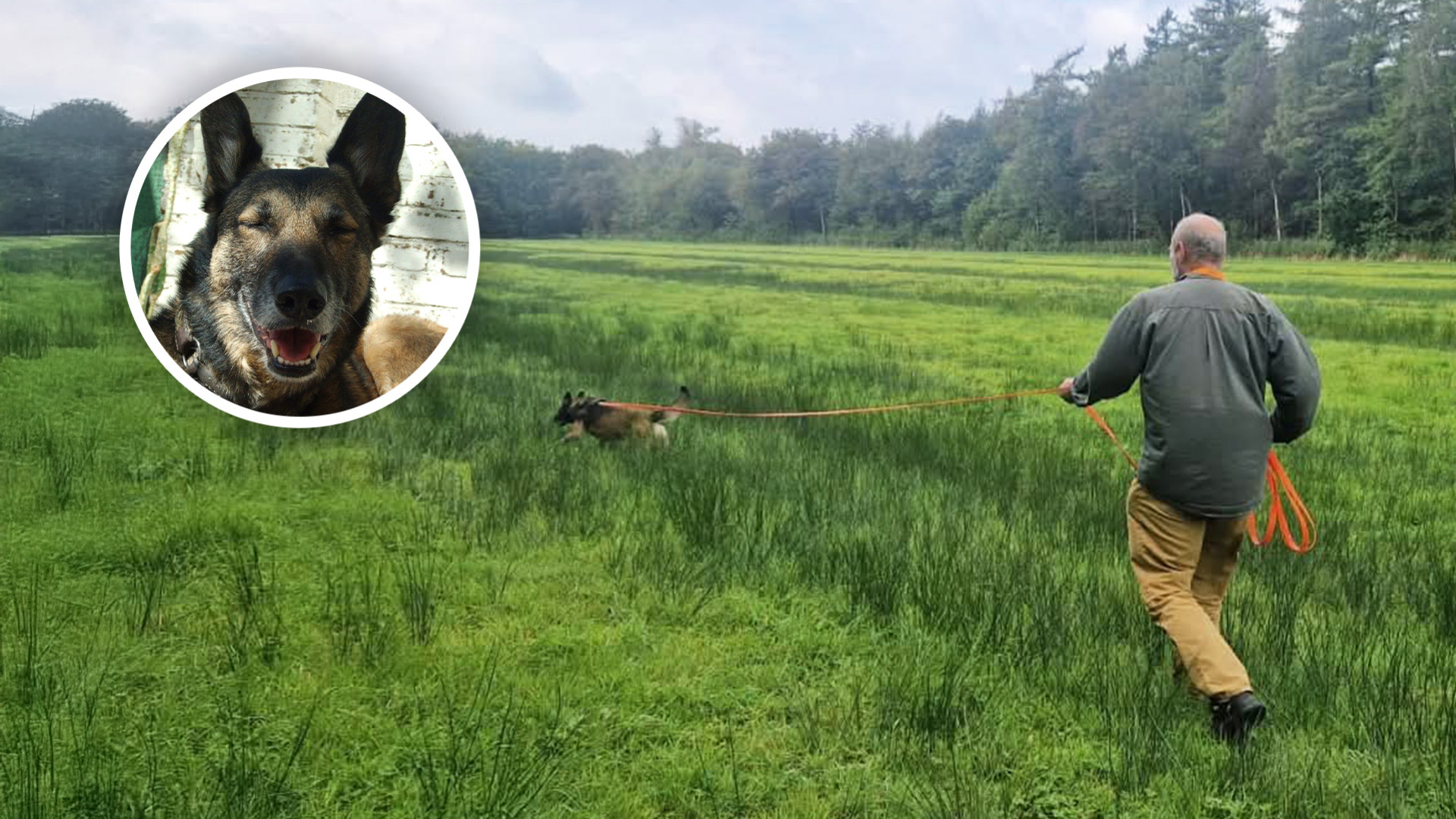 Speurhond Tommy vindt vermiste katten en spoorde zelfs al eens een python op