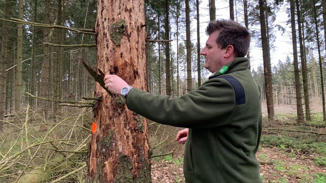 Boswachter Martijn Harms bij een aangetaste boom (Rechten: Martijn Klungel/RTV Drenthe)