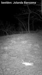 Spelende vosjes op wildcamera