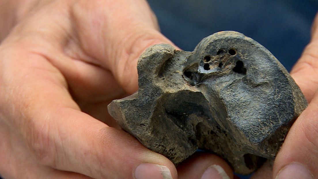 Dit is een binnenoor van een uitgestorven vinvis