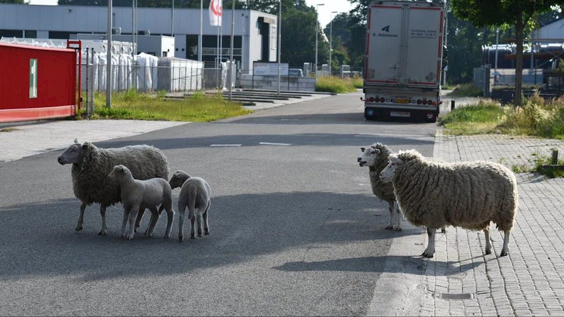 Politie druk met ontsnapte schapen in Vroomshoop