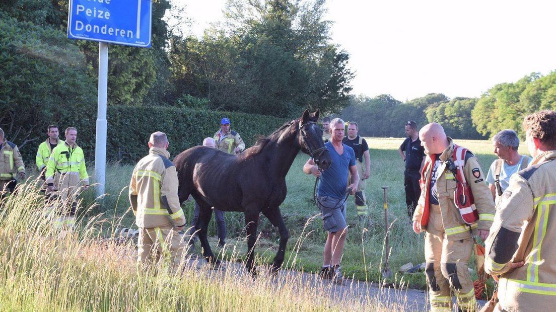 Het dier lijkt na de val ongedeerd (Rechten: ProNews)