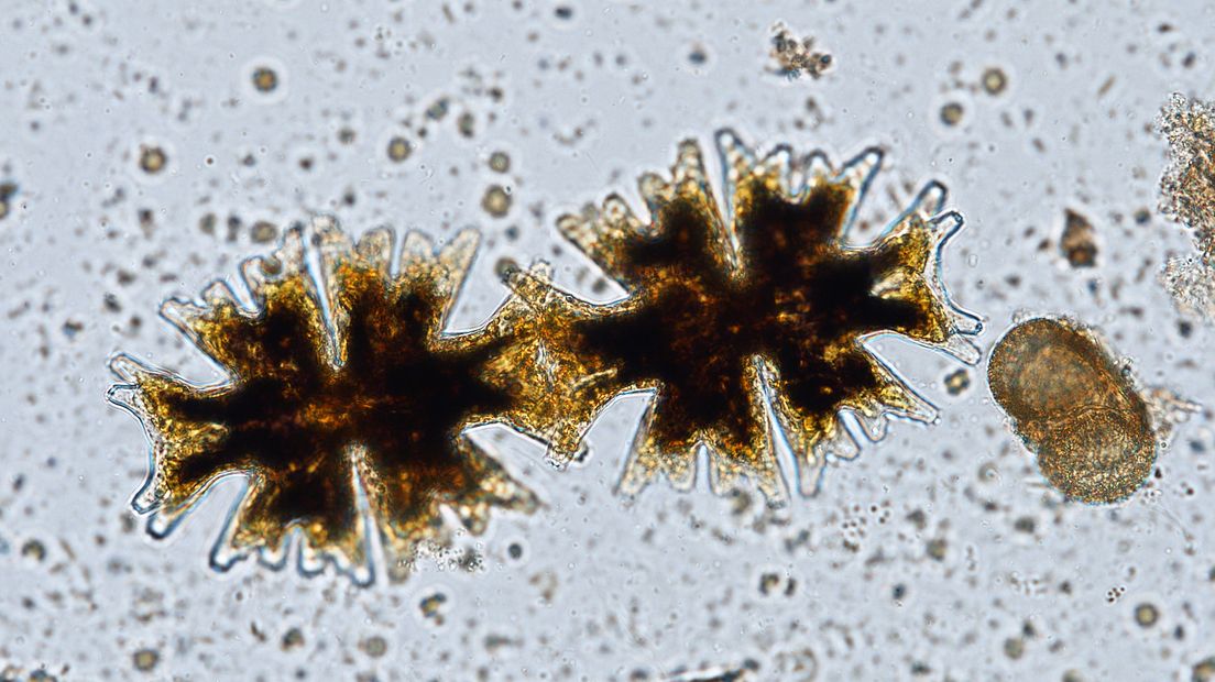 Het water zit vol piepkleine beestjes en plantjes die we met het blote oog niet of nauwelijks kunnen zien. Deze organismen vertellen veel over de waterkwaliteit. In opdracht van de waterschappen worden daarom regelmatig monsters genomen om te kijken wat er zoal leeft in een druppel water.