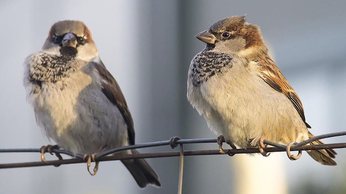 De huismus, vorig jaar de meest getelde vogel in de Overijsselse tuinen.