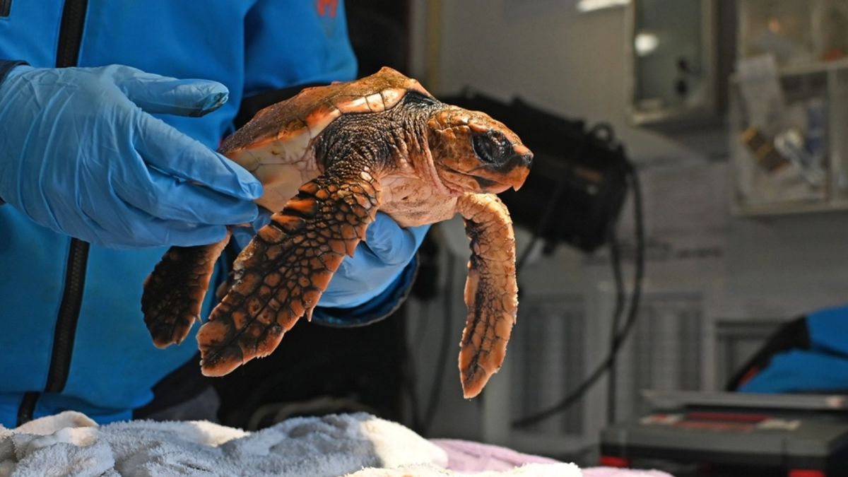 Vijf opgevangen schildpadden Blijdorp overleden door te warm water ...