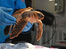 Vijf opgevangen schildpadden Blijdorp overleden door te warm water