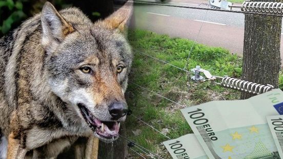 Te weinig wolfwerende maatregelen? Dan straks minder schadevergoeding bij aanvallen