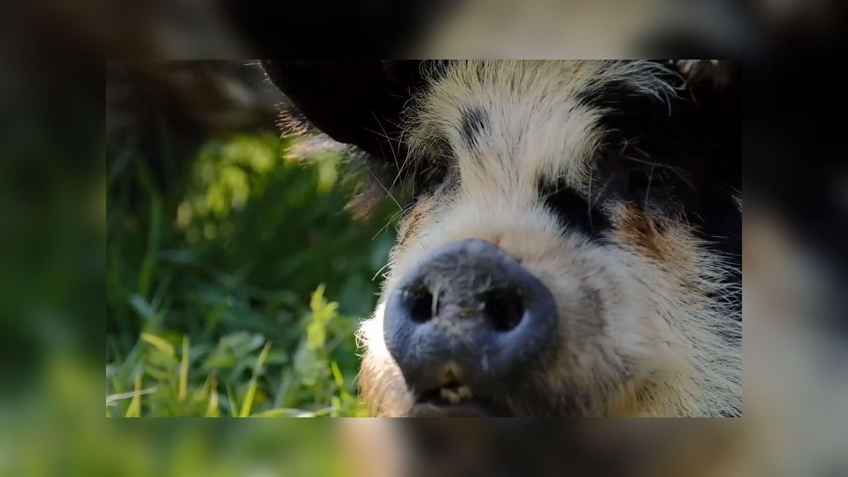 Hammy en Spekky bestrijden berenklauw in Leeuwarder bos