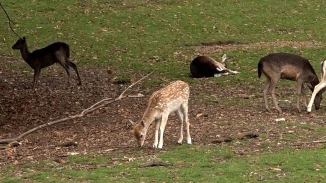 In een plan voor Park Sonsbeek staat dat de hertenkamp plaats moet maken voor een ligweide.