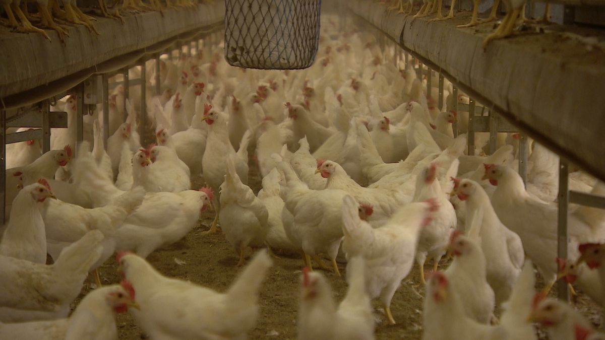 Kippenboeren krijgen schadevergoeding voor fipronilaffaire