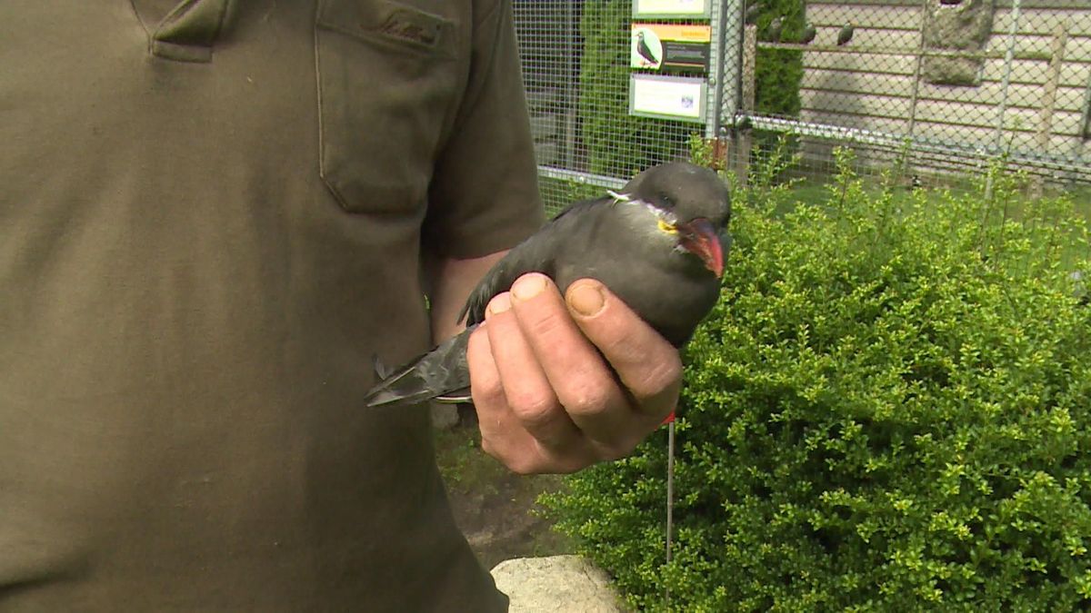 Dode vogels door laagvliegoefening Defensie in Vogelpark Ruinen