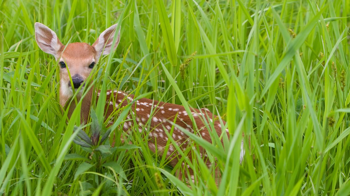Van reekalfje in het hoge gras tot ree door de Vlissingse straten: 'Maak een foto, maar loop dan voo