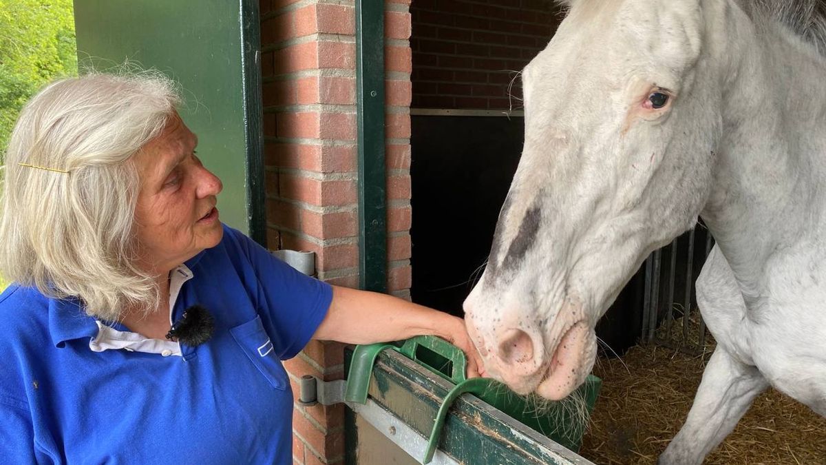 Hoogbejaarde paarden Dalmsholte hebben nieuw thuis, maar voor hoe lang is de vraag