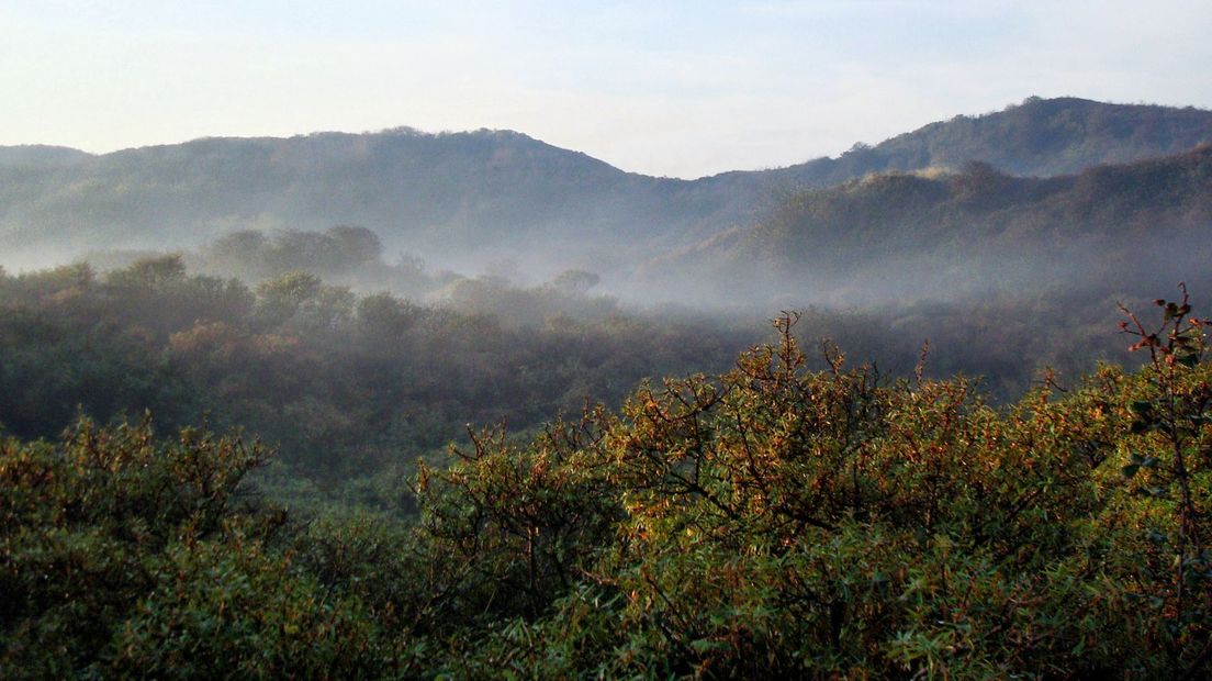 Laaghangende mist boven de Zeeuwse duinen