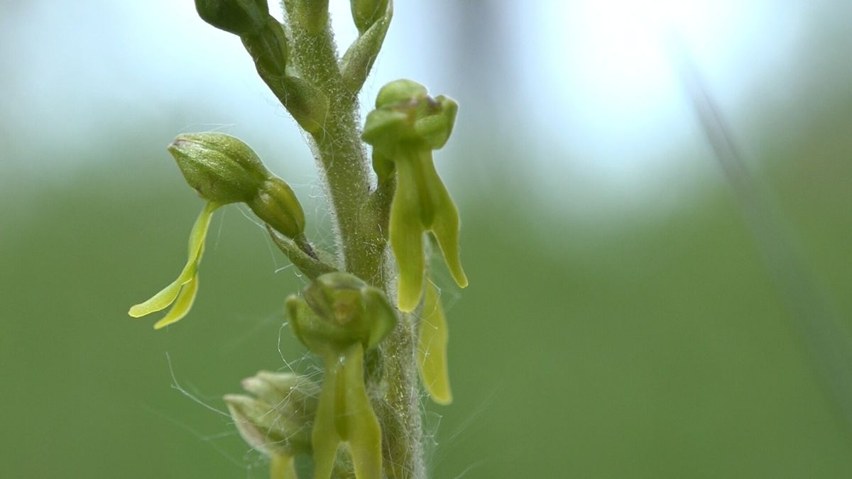 De grote keverorchis: een groen juweeltje van het Holtingerveld