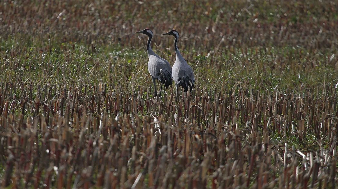 Twee kraanvogels in een veld (Rechten: Saxifraga/Jan Nijendijk)