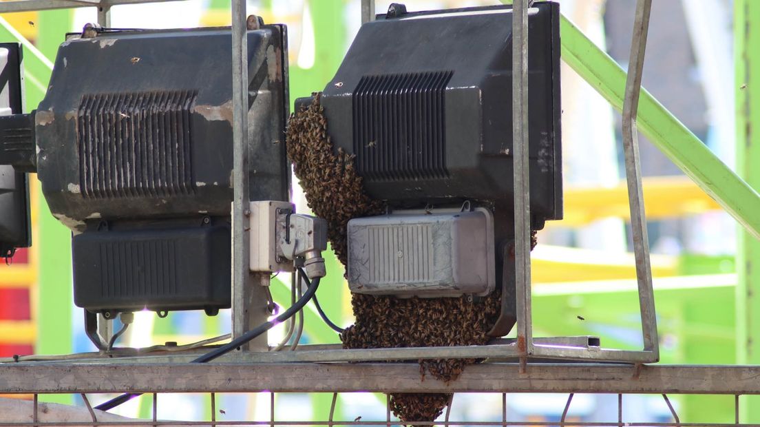 De bijen hebben zich op de lampen van de achtbaan genesteld