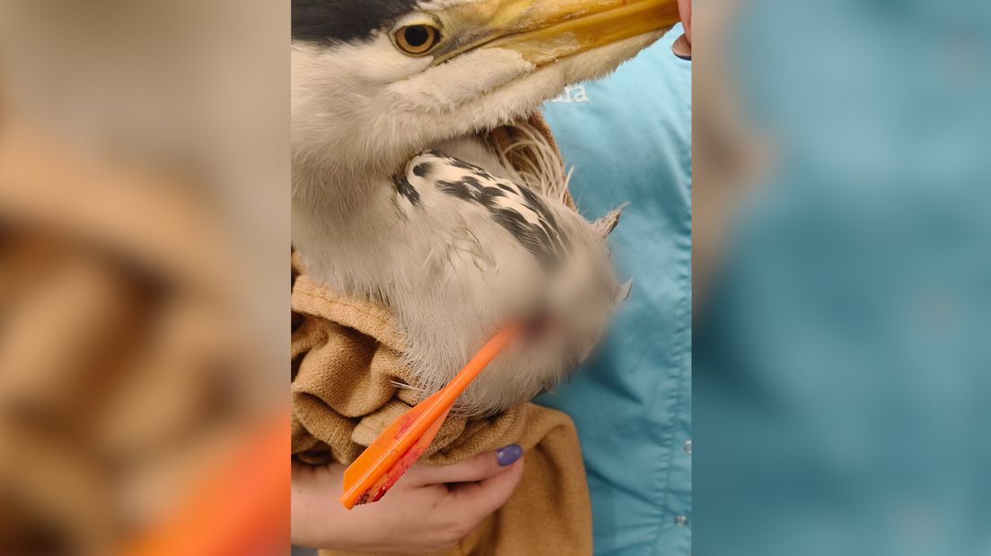 De reiger overleefde het niet