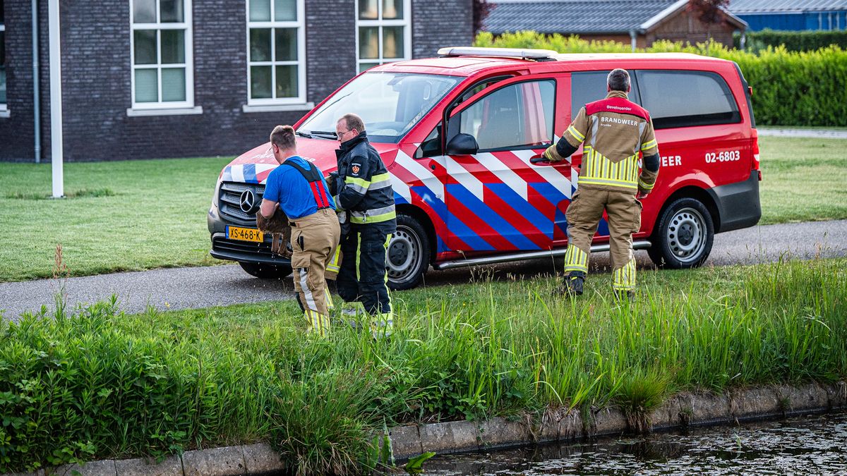 Reeën denken dat ze waterratten zijn, brandweer Appelscha al vijf keer opgeroepen