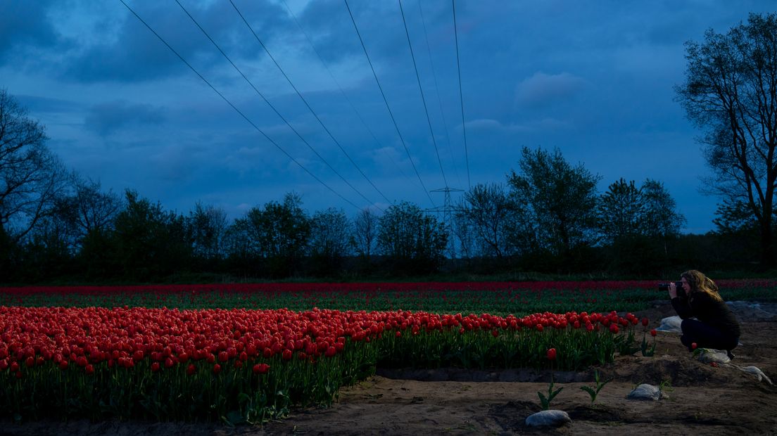 Tulpenpracht bij Nacht