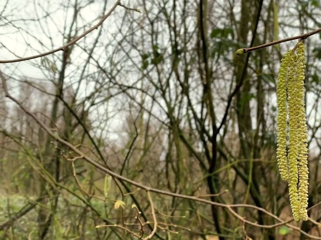 Verschillende bomen bloeien al