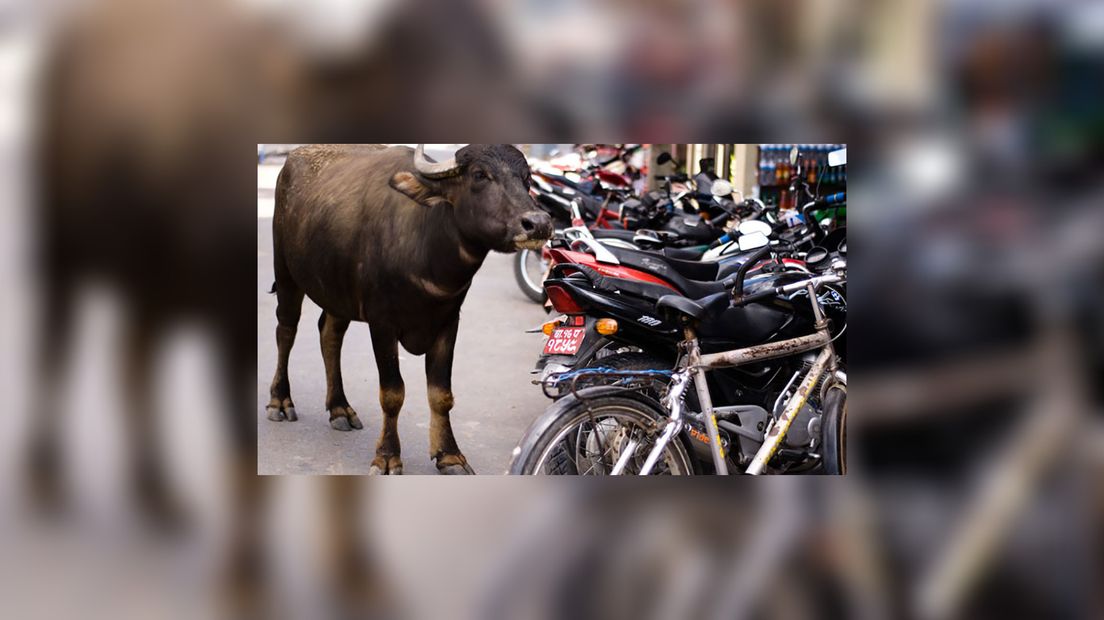 Hillige ko yn Nepal