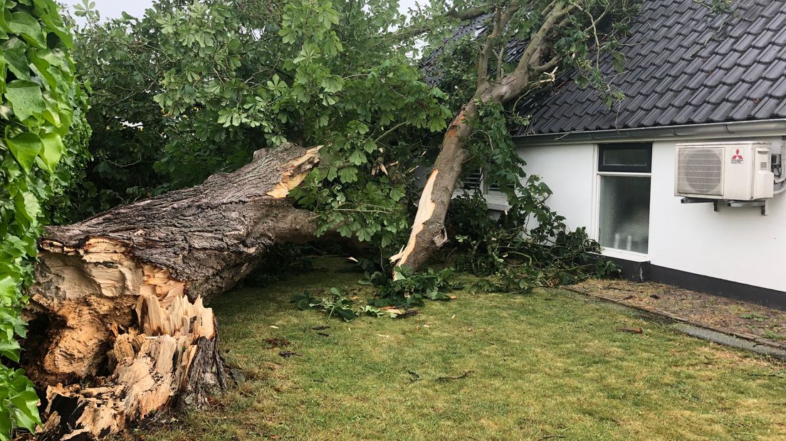 In Hoogeveen belandde een boom op een huis (Rechten: Kim Stellingwerf)