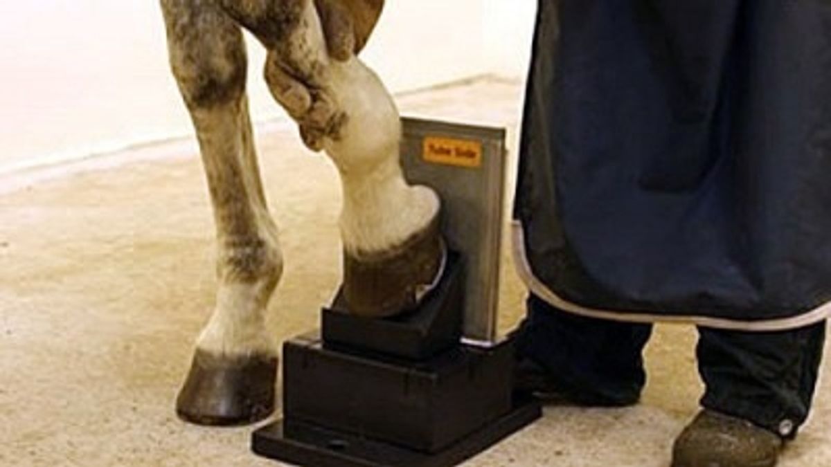 Mobiel hulpmiddel voor röntgenonderzoek bij paarden genomineerd