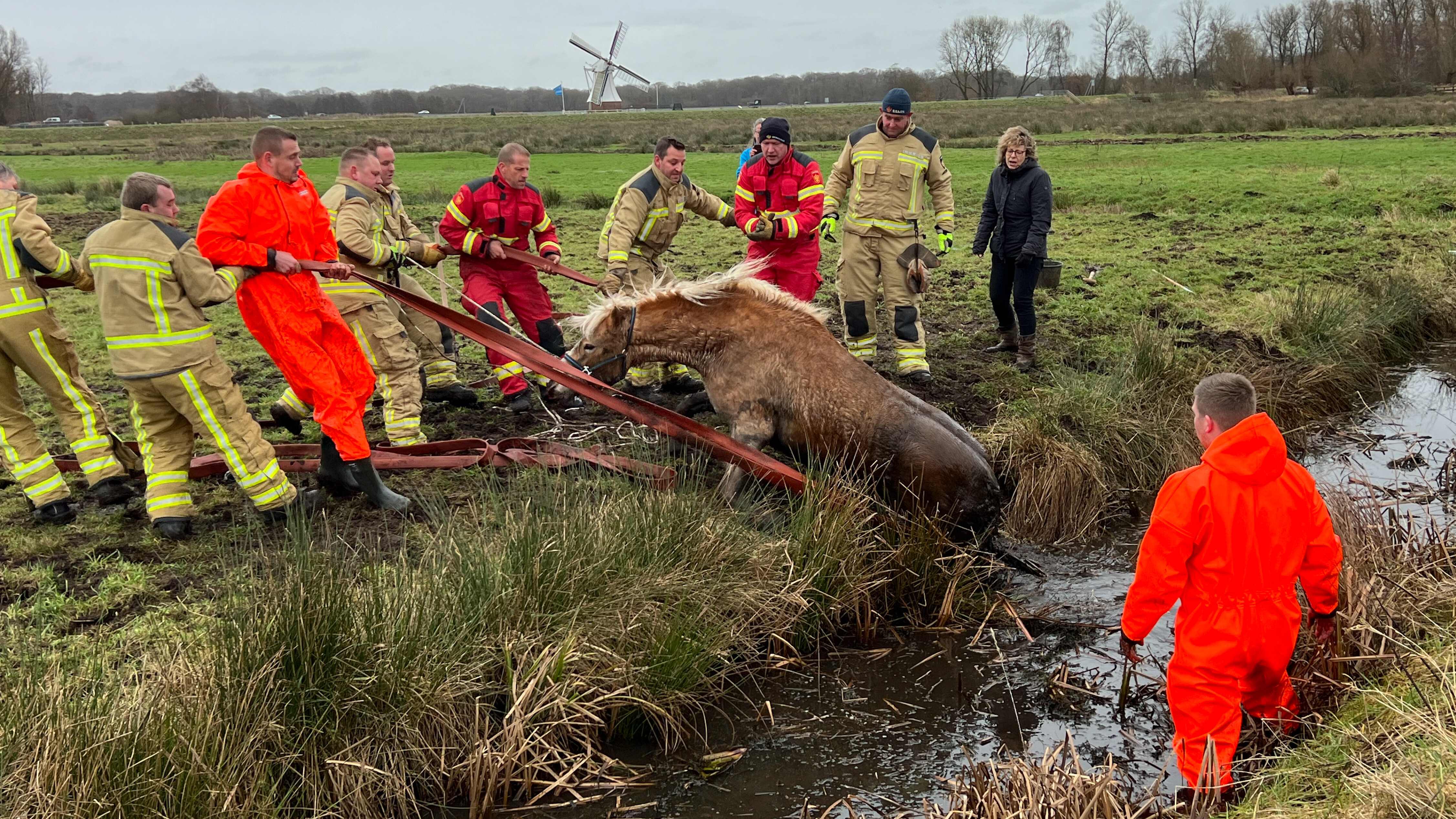 Paard Belandt In Sloot Op Provinciegrens - RTV Drenthe