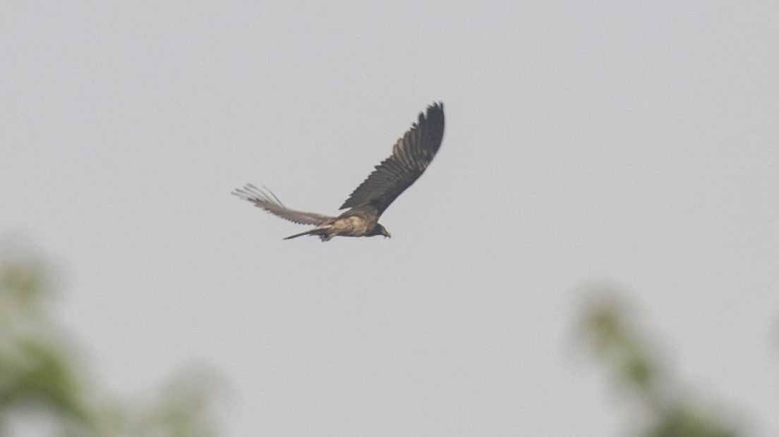 Meerdere vogelaars hebben boven Zeeland de grootste vogel van Europa waargenomen: de lammergier