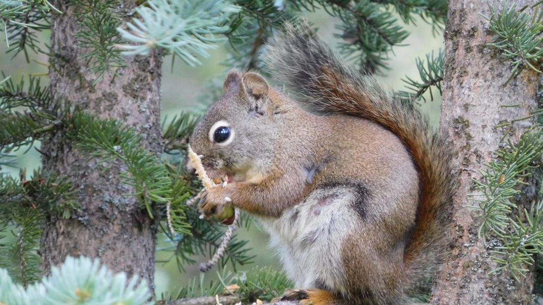 De foto van een peuzelende eekhoorn (Rechten: Jorn Tuinman / WNF)