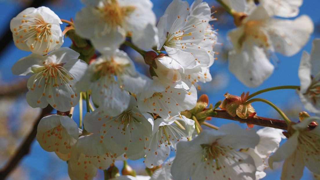 Fruittelers staan dezer dagen op scherp vanwege de nachtvorst. Het kan zomaar zijn dat het vorstalarm midden in de nacht afgaat. Diverse telers in de regio West Betuwe moesten van zondag op maandag al hun bed uit om hun gewassen te beregenen.