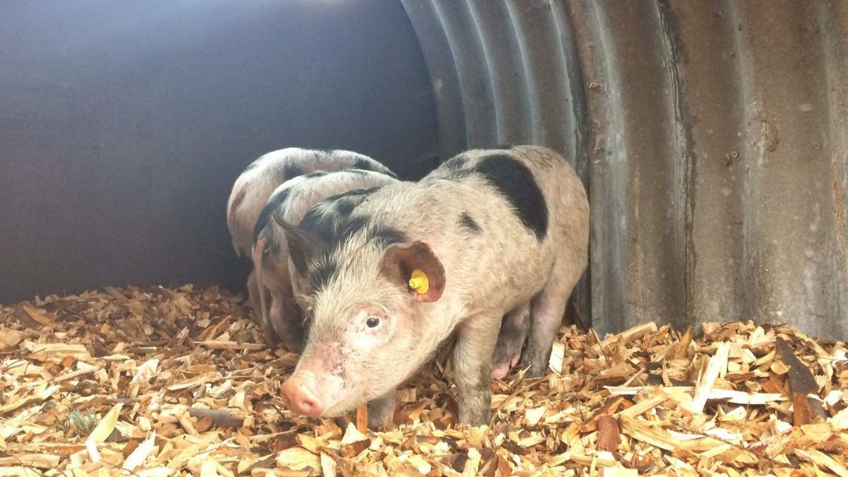Varkens in Frederiksoord dragen bij aan natuurlijk bosbeheer