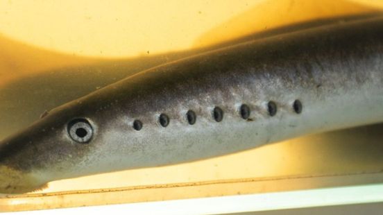 Bewijs voor voortplanting rivierprik op Veluwe: zeldzame vis profiteert van hulpacties