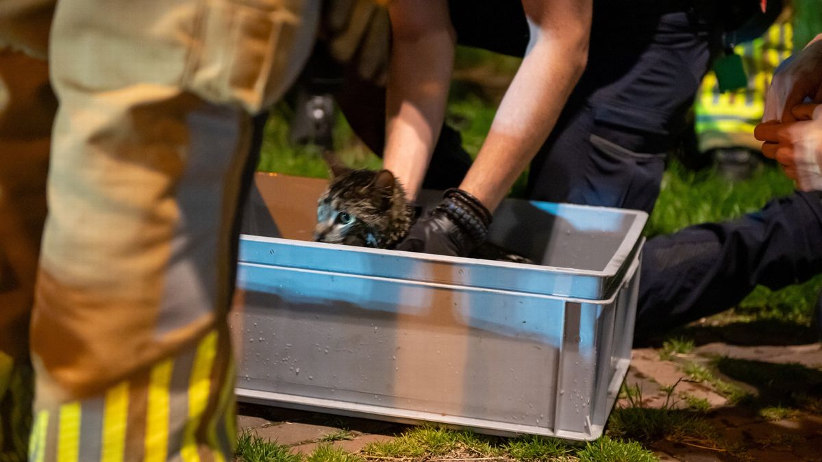 Kat Rein was elf dagen vermist, brandweer Sneek redt hem met een bootje