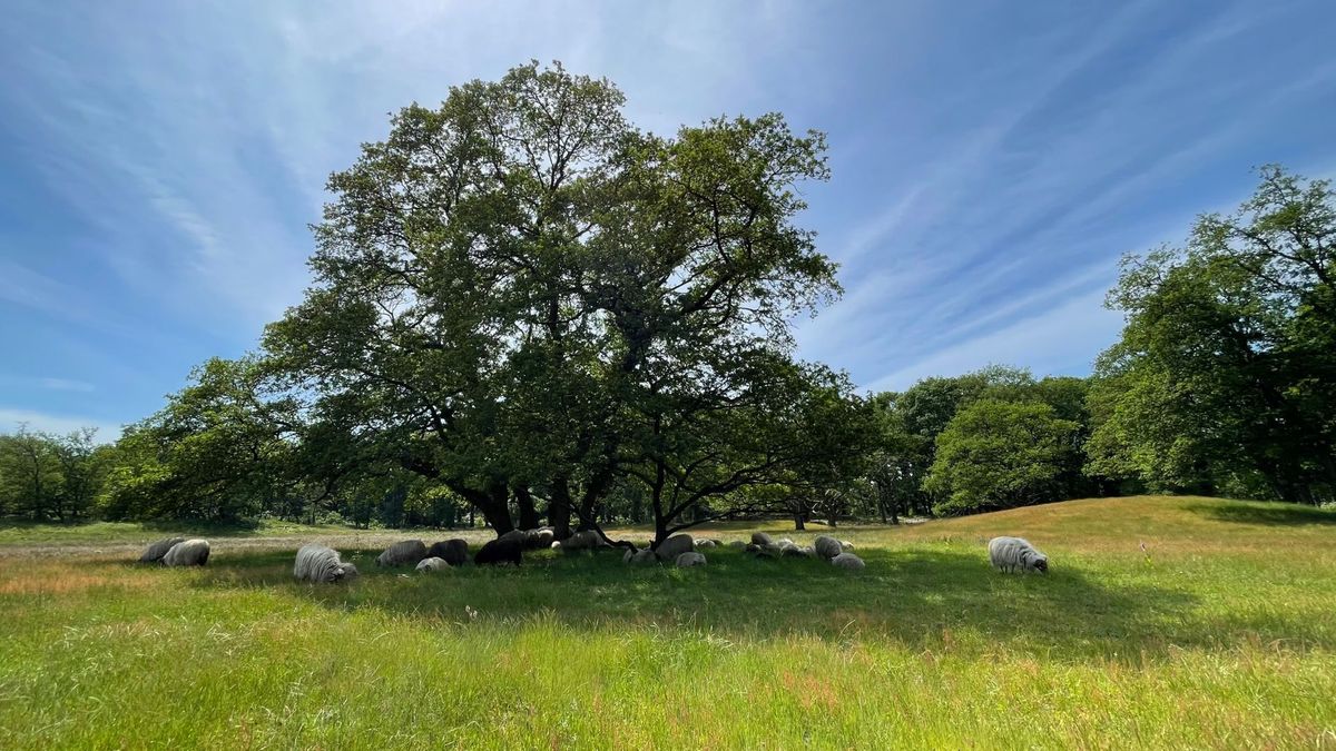 Het Stroomdal wil schaapskooi bouwen op parkeerplaats Anloo