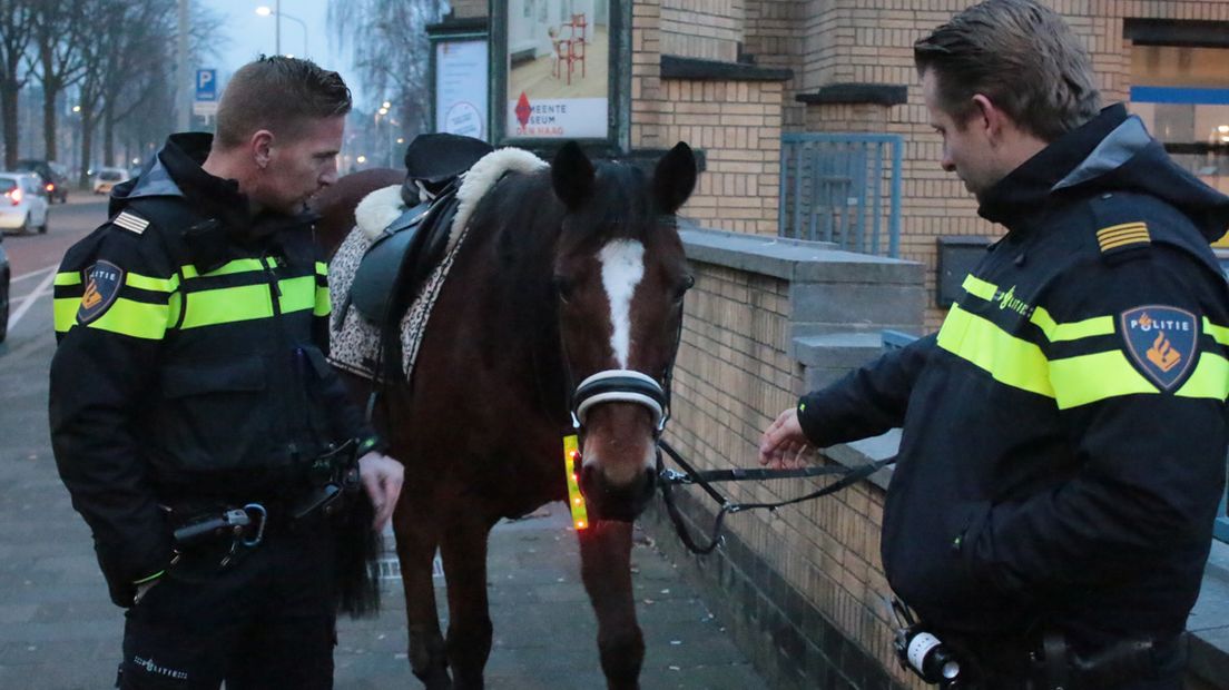 Politie vindt het paard bij het Gemeentemuseum 