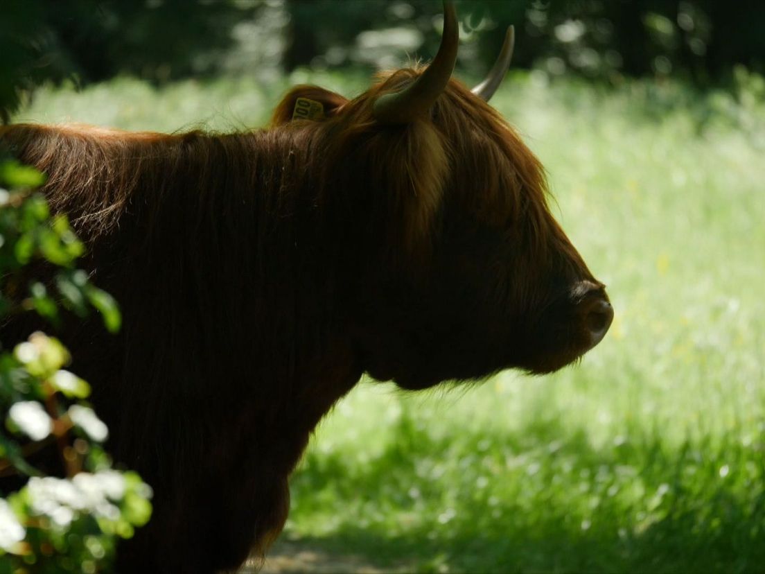 Een van de Schotse Hooglanders in het Schiebroekse Park