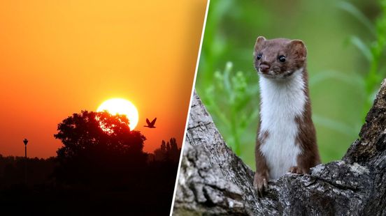 Fotografen leggen bijzondere dieren in Gelderland vast: 'Wauw, zo blij mee'
