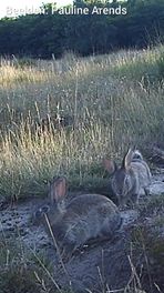 Konijnen op het Dwingelderveld