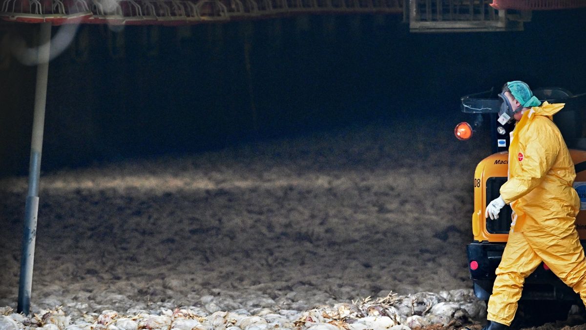 Ophokplicht voor pluimvee vervalt voor provincie Groningen