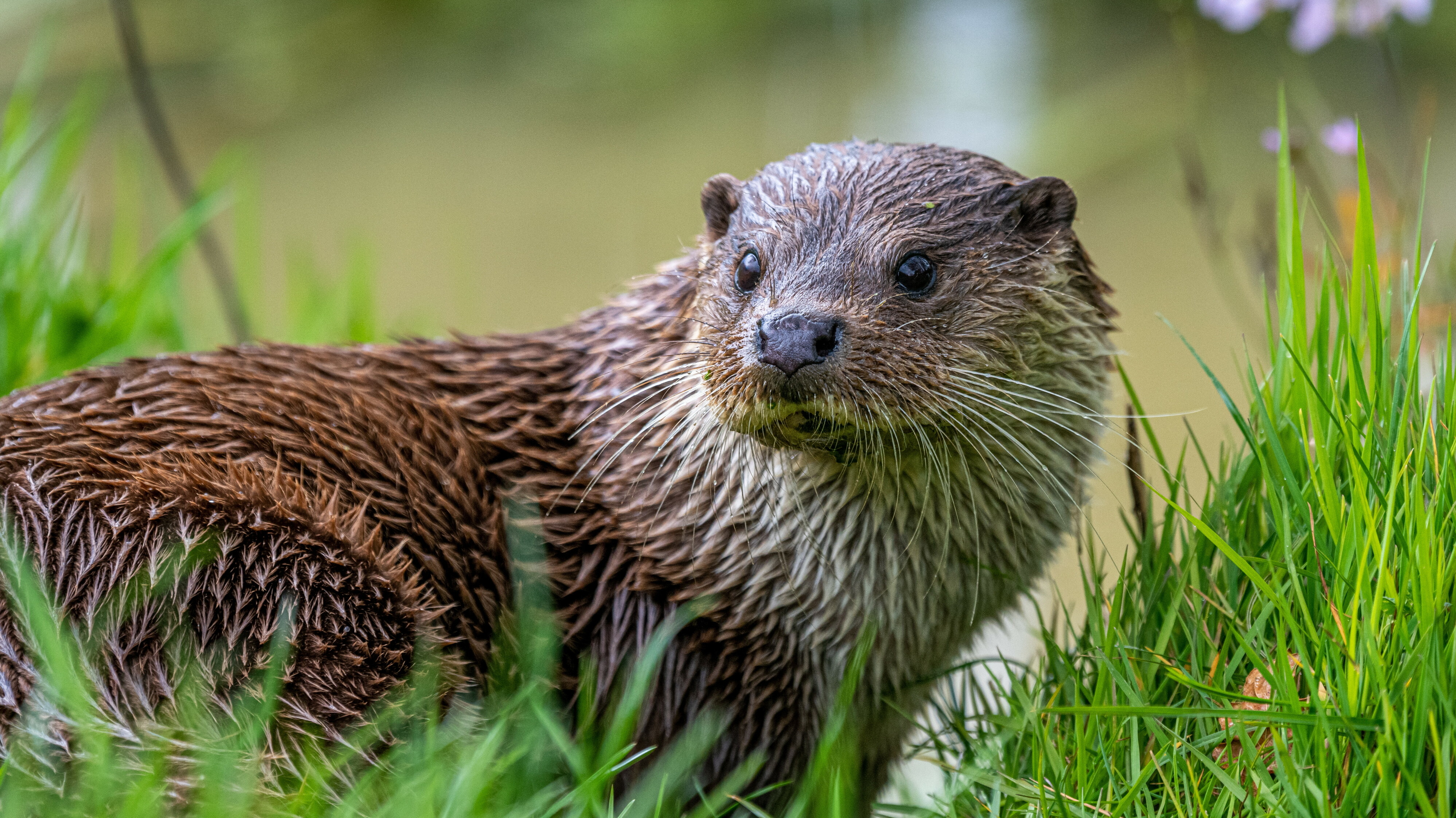 Otter fielt him thús yn Fryslân, mar ferkear bliuwt grut gefaar