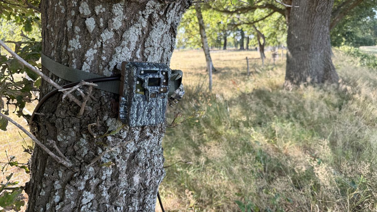 Wildcamera geeft een kijkje in de verborgen dierenwereld