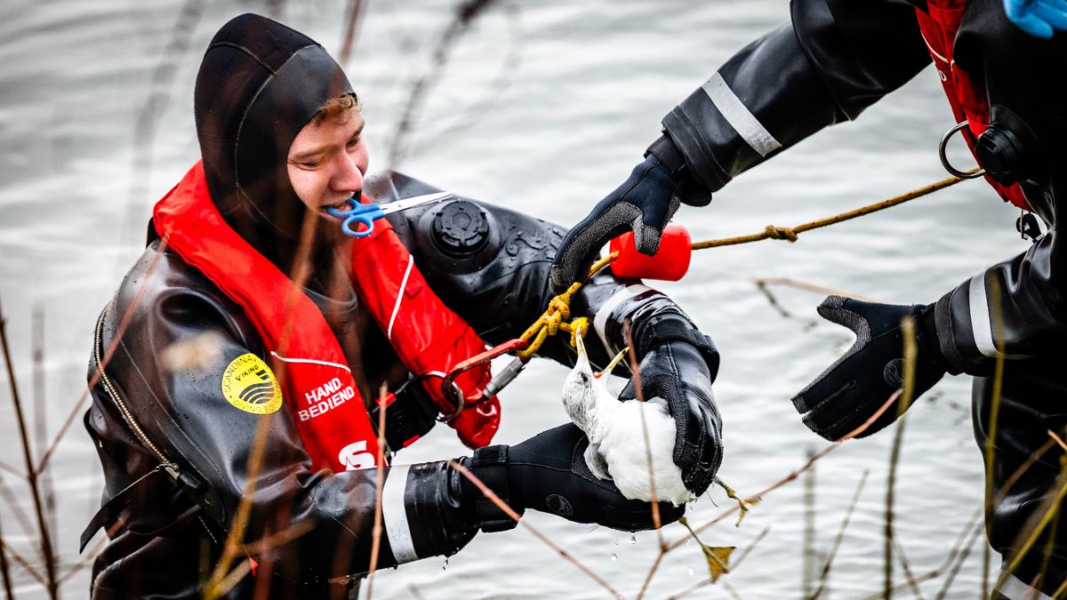 Meeuw in de problemen door visdraad, duikers redden het dier