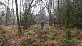 Vernatting Dwingelderveld