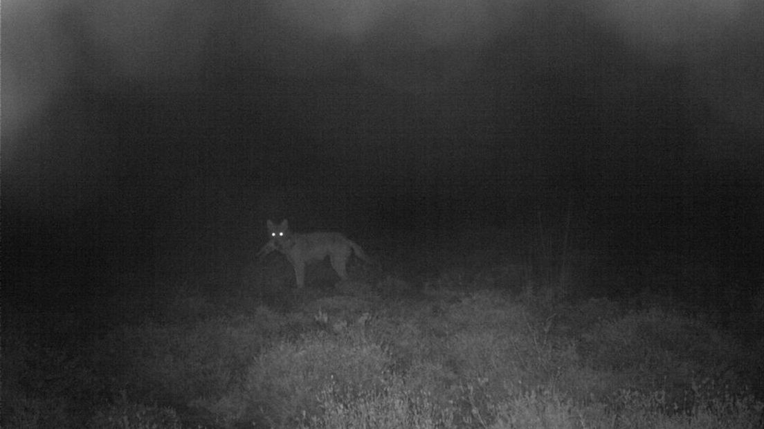 Een wolf wordt op 20 mei 2020 vastgelegd in het Nationale Park de Hoge Veluwe.