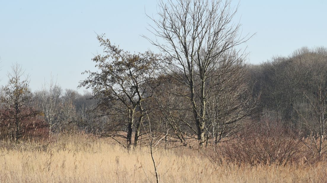 Op de Goudplaat een mooie combinatie van riet en bomen.