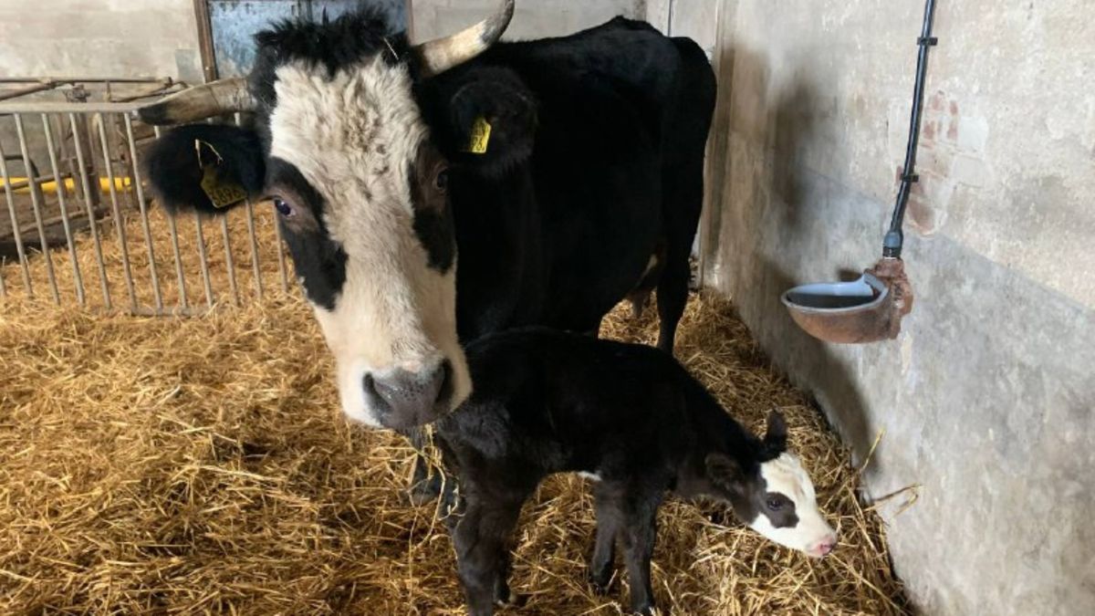 Twee blaarkopkalfjes Verhildersum geboren in Houwerzijl