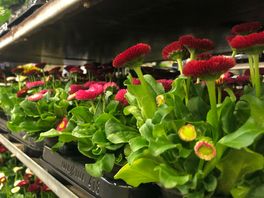 Laatste Moederdag voor Bloemenveiling Eelde: 'Leefden toe naar dit moment'