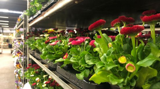 Laatste Moederdag voor Bloemenveiling Eelde: 'Leefden toe naar dit moment' Nieuws